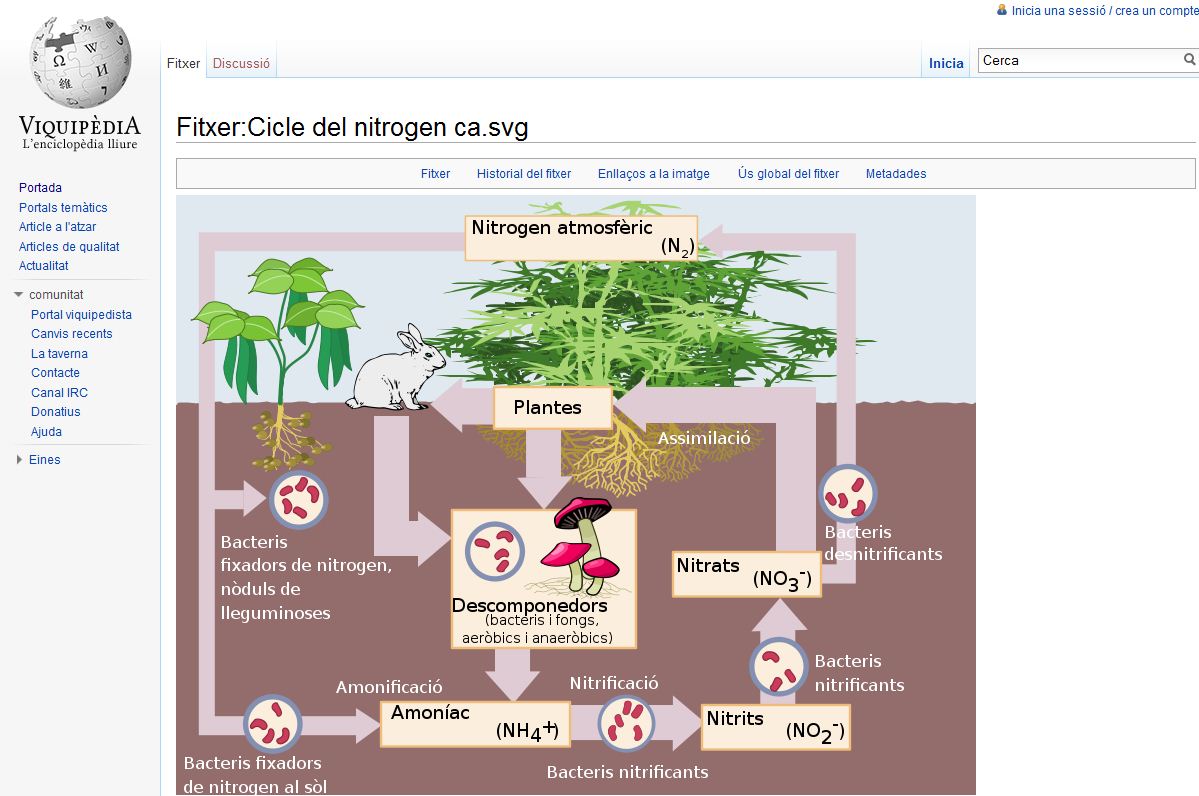 Cicle del nitrogen | Recurso educativo 34034