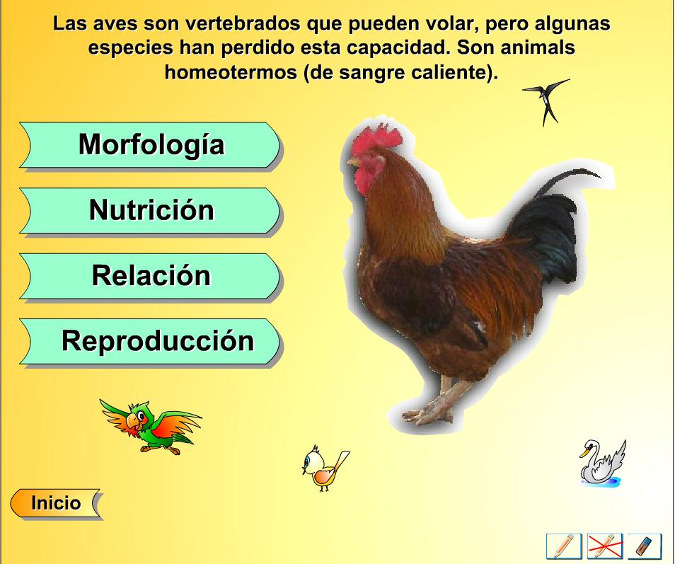 Las aves | Recurso educativo 34587