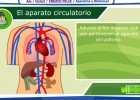 El aparato circulatorio | Recurso educativo 35661