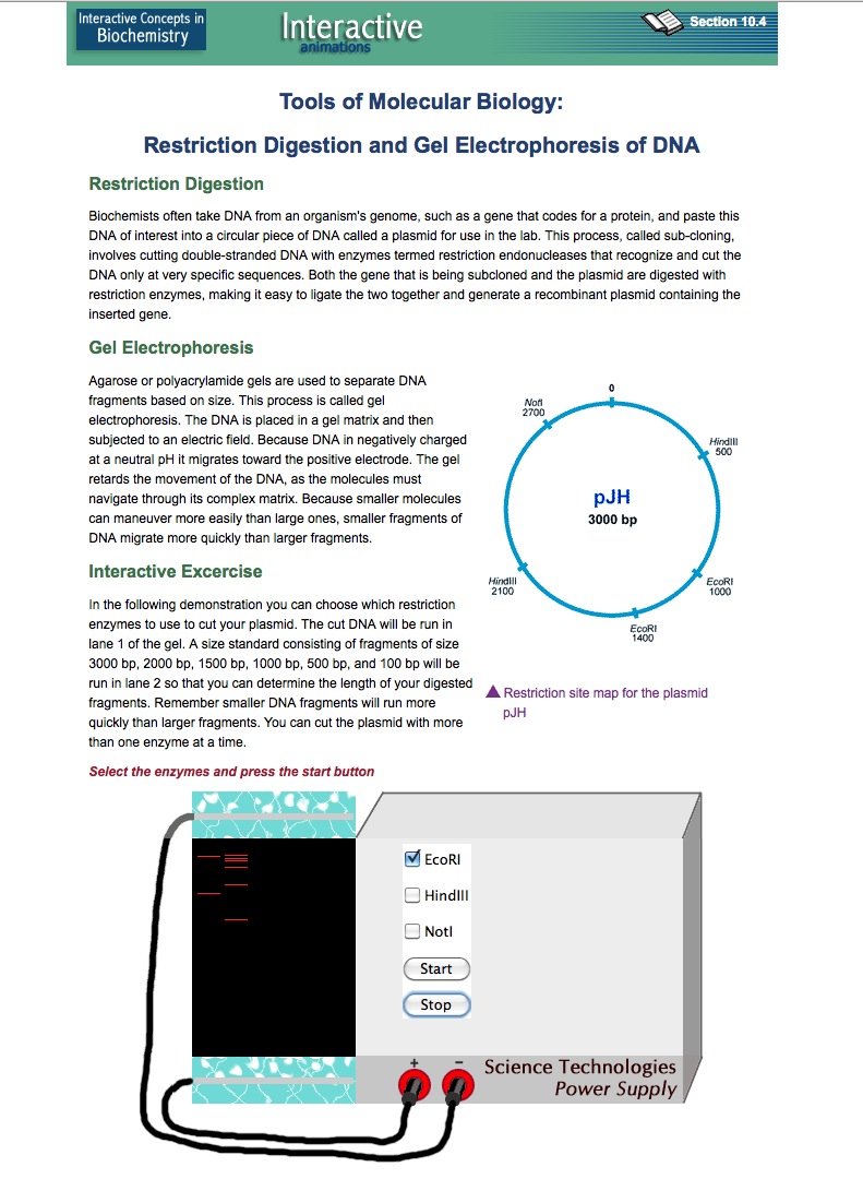 Restriction Digestion and Gel Electrophoresis of DNA | Recurso educativo 39942