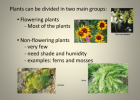 Plants | Recurso educativo 40401