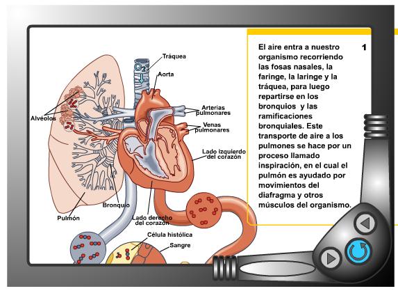 Sistema Respiratorio | Recurso educativo 41380