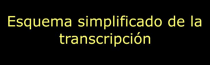 Transcripción del ADN | Recurso educativo 43692