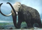 El Mamut, ese desconocido | Recurso educativo 44734