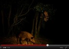 Video: animals nocturns d’un bosc mediterrani | Recurso educativo 47192