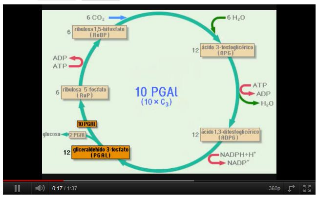 El cicle de Calvin | Recurso educativo 47651
