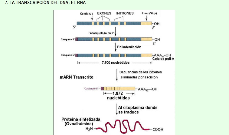 La transcripció | Recurso educativo 49464