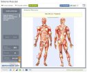 Sistema Muscular | Recurso educativo 58269