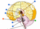 Brain labeling | Recurso educativo 60308