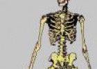 Cuerpo Humano interactivo | Recurso educativo 2114