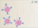 Producción de anticuerpos | Recurso educativo 30643