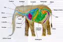 Clasificación del Reino Animal | Recurso educativo 30840