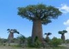 Baobabs de Madagascar | Recurso educativo 33132