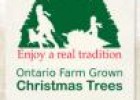 The history of Christmas trees | Recurso educativo 57670