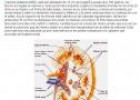 Funciones de la nutrición | Recurso educativo 6528