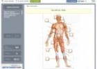 Els musculs | Recurso educativo 64819