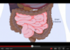 Video: Digestion system | Recurso educativo 77162