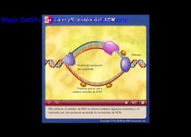 La duplicación del ADN | Recurso educativo 96885