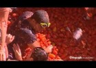 Thousands enjoy annual Tomatina tomato fight festival in Bunol, Spain | Recurso educativo 494271