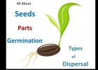 Seed parts ,Seed germination process ,Seed dispersal methods for Kids | Recurso educativo 738186