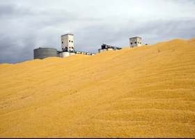 Biofuels are driving food prices higher - The Guardian. | Recurso educativo 742553