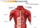 Cuerpo humano | Recurso educativo 747235