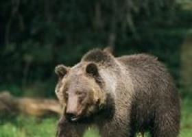 The Effects of Hibernation on Mammals | Recurso educativo 749682