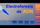 Electroforesi d'ADN en gel d'agarosa | Recurso educativo 762269