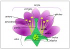 Plantas: características, partes y clasificación | Recurso educativo 764946